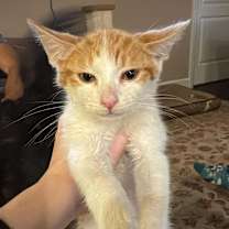 Thumbnail photo of Screech #3