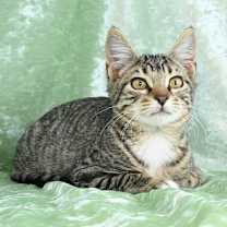 Thumbnail photo of Remy #2