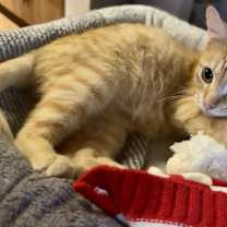 Thumbnail photo of Tin Cup (Belly rubs, pls!) #2