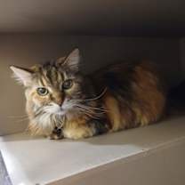 Thumbnail photo of Jupiter #1