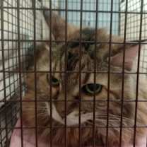 Thumbnail photo of Jupiter #2