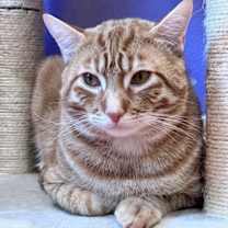 Thumbnail photo of Leo #1