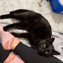 Thumbnail photo of Licorice #1