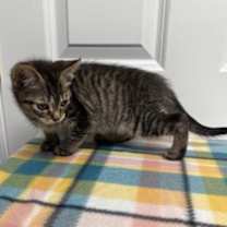 Thumbnail photo of Plum #2