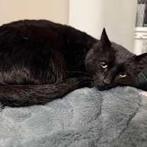 Thumbnail photo of Licorice #2