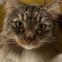 Thumbnail photo of Waffles #4