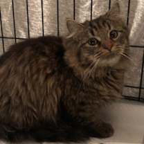 Thumbnail photo of Everestt #1