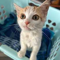 Thumbnail photo of Mittens #1