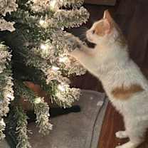 Thumbnail photo of Mittens #3