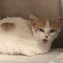 Thumbnail photo of Mittens #4