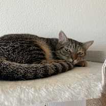 Thumbnail photo of Apache #1