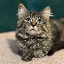 Thumbnail photo of Long Island #1