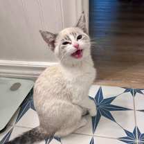 Thumbnail photo of London Fog #2