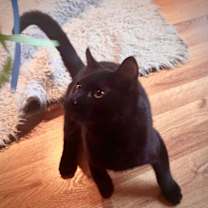 Thumbnail photo of Cutie Pie #4