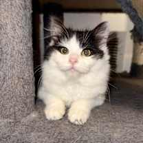 Thumbnail photo of Carol (Stella) #2