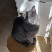 Thumbnail photo of Solly #1