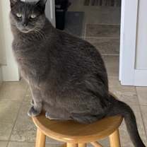 Thumbnail photo of Solly #4