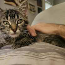 Thumbnail photo of **Cat Cafe** Buffy #1