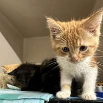 Thumbnail photo of **Cat Cafe** Chirp #2