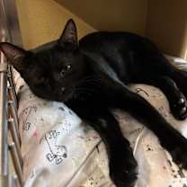 Thumbnail photo of Casper #3