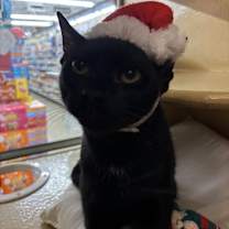 Thumbnail photo of Salem #2