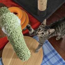 Thumbnail photo of Bond Kittens: Oddball #3