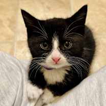 Thumbnail photo of Willow #1