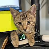 Thumbnail photo of Truffle #2