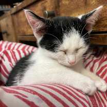 Thumbnail photo of Toblerone #3