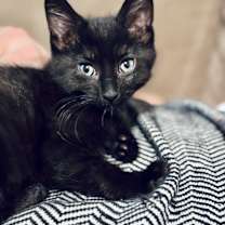 Thumbnail photo of Ash #1