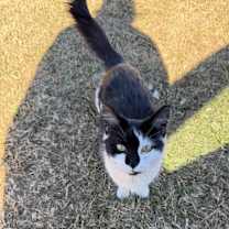 Thumbnail photo of Radish #1