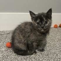 Thumbnail photo of Apple #4