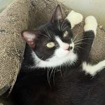 Thumbnail photo of Nellie - available 1/2 #1