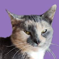 Thumbnail photo of Magnolia #1