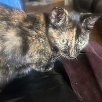 Thumbnail photo of Mila #1