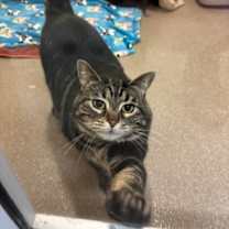 Thumbnail photo of Zoey #3