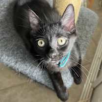 Thumbnail photo of Blossom and Bubbles #2