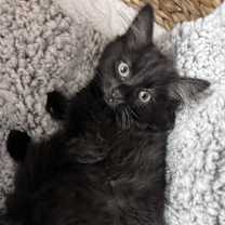 Thumbnail photo of Crystal #2