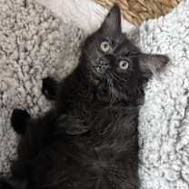 Thumbnail photo of Crystal #3