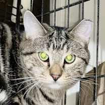 Thumbnail photo of Ishmael #3