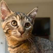 Thumbnail photo of Auggie #3