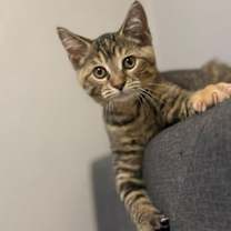 Thumbnail photo of Auggie #4