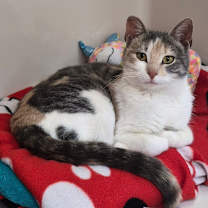 Thumbnail photo of Heidi #1