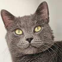 Thumbnail photo of Ash #1