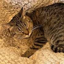 Thumbnail photo of Myrtle #1