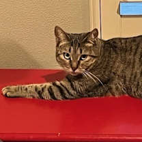 Thumbnail photo of Myrtle #2