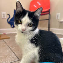 Thumbnail photo of Yancy #1