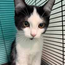 Thumbnail photo of Yancy #2