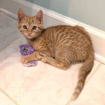 Thumbnail photo of Mulberry25 #3