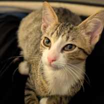 Thumbnail photo of Pax25 #1